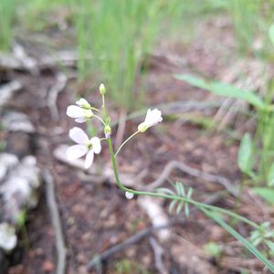 Cardamine pratensis subsp. pratensis