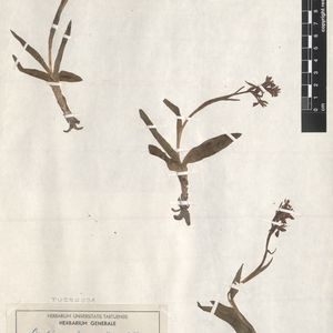 Dactylorhiza umbrosa