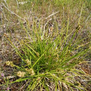Carex muricata subsp. muricata