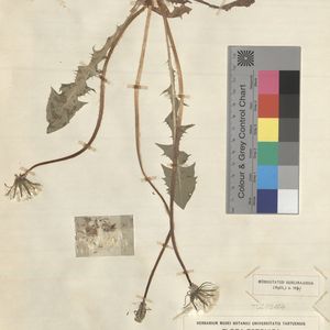 Taraxacum parvuliceps