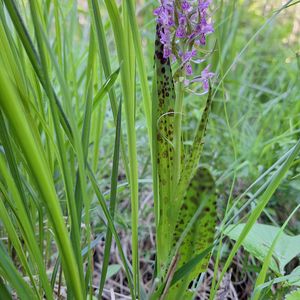 Dactylorhiza cruenta