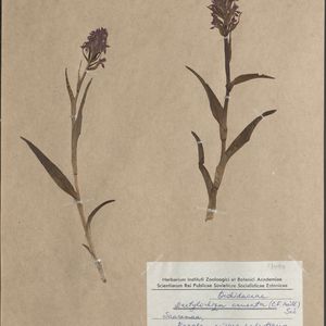 Dactylorhiza incarnata var. hyphaematodes