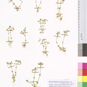 Cerastium pumilum subsp. glutinosum