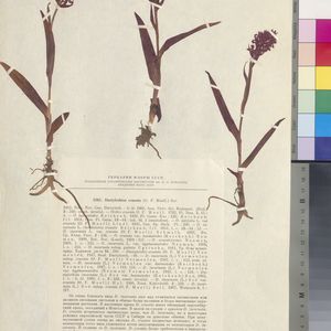 Dactylorhiza incarnata subsp. cruenta