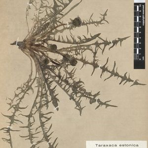 Taraxacum canoviride