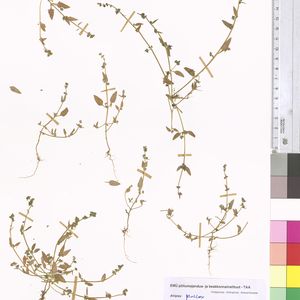 Atriplex longipes subsp. praecox