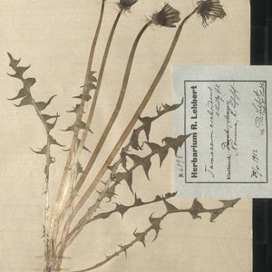 Taraxacum crebridens