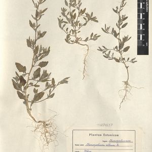 Chenopodium strictum subsp. striatiforme