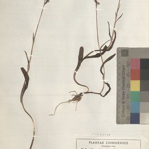 Dactylorhiza lapponica