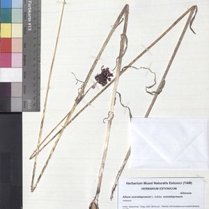 Allium scorodoprasum subsp. scorodoprasum