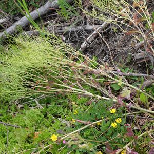 Barbarea vulgaris subsp. vulgaris
