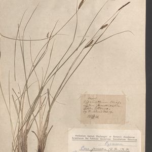 Carex nigra subsp. juncella