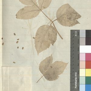 Angelica archangelica subsp. archangelica