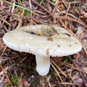 Russula aeruginea