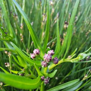 Aster tripolium subsp. pannonicus