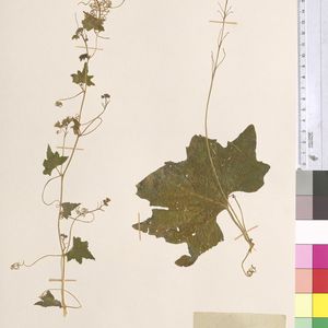 Bryonia cretica subsp. dioica