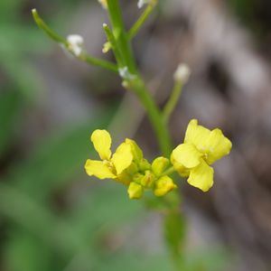 Barbarea vulgaris subsp. vulgaris