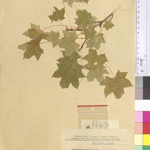 Acer cappadocicum subsp. cappadocicum