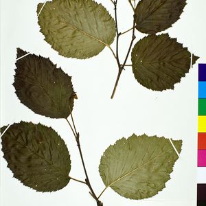 Alnus viridis subsp. sinuata