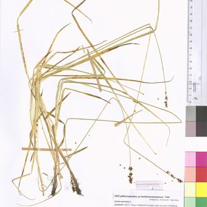 Carex muricata subsp. muricata