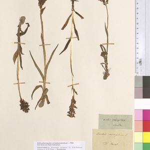 Anacamptis coriophora