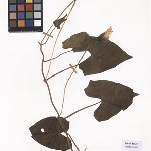 Calystegia sepium subsp. sepium