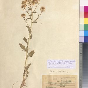 Barbarea vulgaris subsp. arcuata