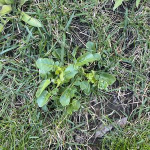 Barbarea vulgaris subsp. arcuata