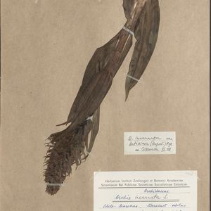 Dactylorhiza incarnata var. macrophylla