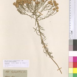 Aster sedifolius subsp. sedifolius