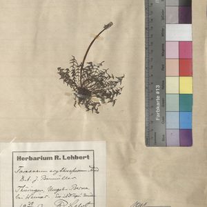 Taraxacum laevigatum