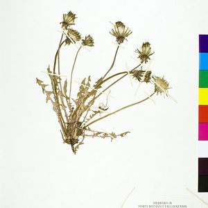 Taraxacum brachycranum