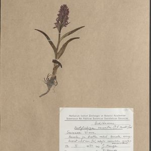 Dactylorhiza incarnata var. hyphaematodes