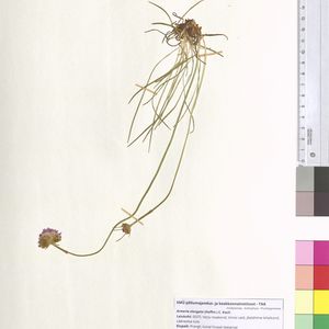 Armeria maritima subsp. elongata