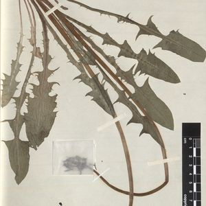 Taraxacum albicollum