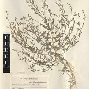 Chenopodium strictum subsp. striatiforme