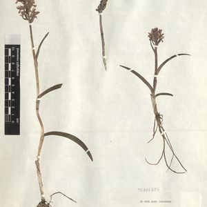 Dactylorhiza traunsteineri