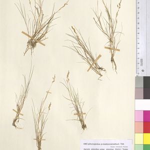Agrostis stolonifera subsp. straminea