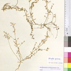 Atriplex longipes subsp. praecox