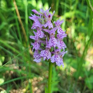 Dactylorhiza baltica × Dactylorhiza fuchsii
