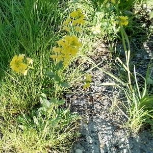 Barbarea vulgaris subsp. vulgaris