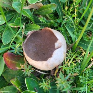 Bovistella utriformis