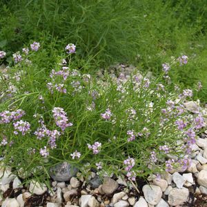 Cakile maritima subsp. baltica