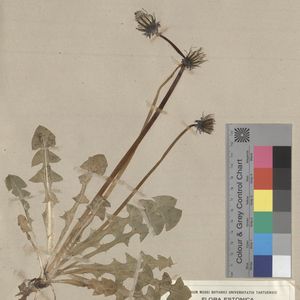 Taraxacum cyanolepis