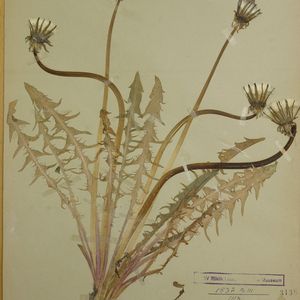 Taraxacum crebridens