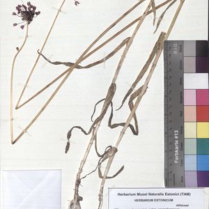 Allium scorodoprasum subsp. scorodoprasum