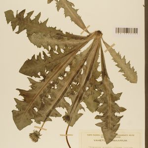 Taraxacum expallidiforme