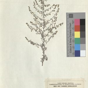 Artemisia maritima subsp. humifusa