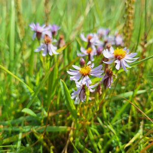 Aster tripolium subsp. tripolium