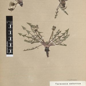 Taraxacum estonicum